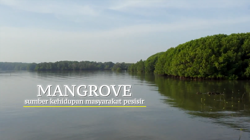 Mangroves: a life source for coastal communities